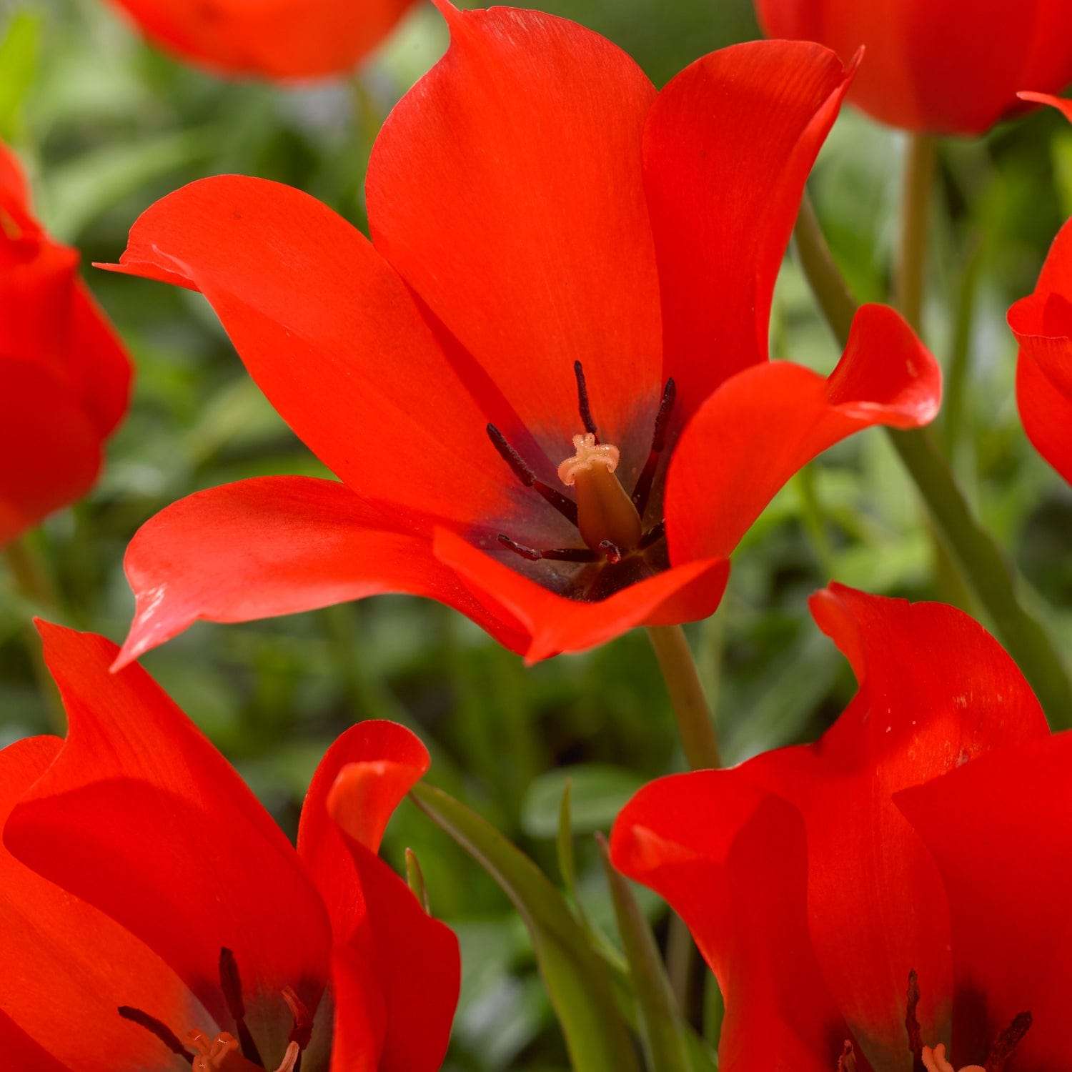 Tulipe botanique 'Linifolia'